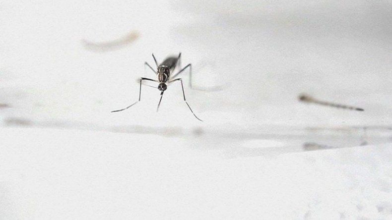 20 nuevos casos de zika, cifra se eleva a 243
