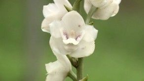 Flor del Espítitu Santo, la flor de una nación