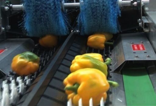 Todo listo para que el ají pimentón, cultivado en Dolega llegue a EEUU