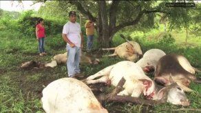 Video: Rayo mata a siete reses en Ocú