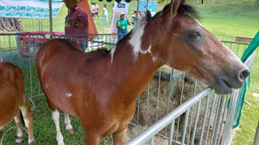 Traslado de equinos en Panamá: ¿Qué documentos se deben presentar?