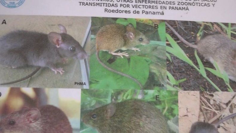 Confirman dos nuevos casos de hantavirus en Los Santos