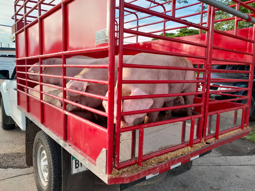 Gobierno compra carde de cerdos para abastecer programas sociales.