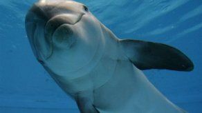 Ballenas y delfines atrapados en mares ruidosos