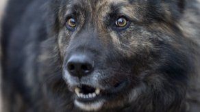 Tribunal croata prohíbe que perro ladre por la noche