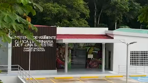 Clínica Veterinaria de Fauna Silvestre de MiAmbiente inicia atención