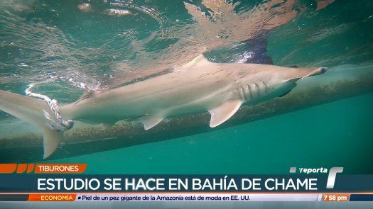 Tiburones, una apuesta por la conservación