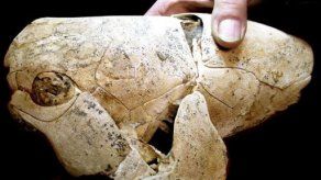 Hallan en Australia fósiles de musculatura vertebrada