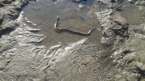 Sinaproc advierte de presencia de serpiente marina en aguas del Pacífico