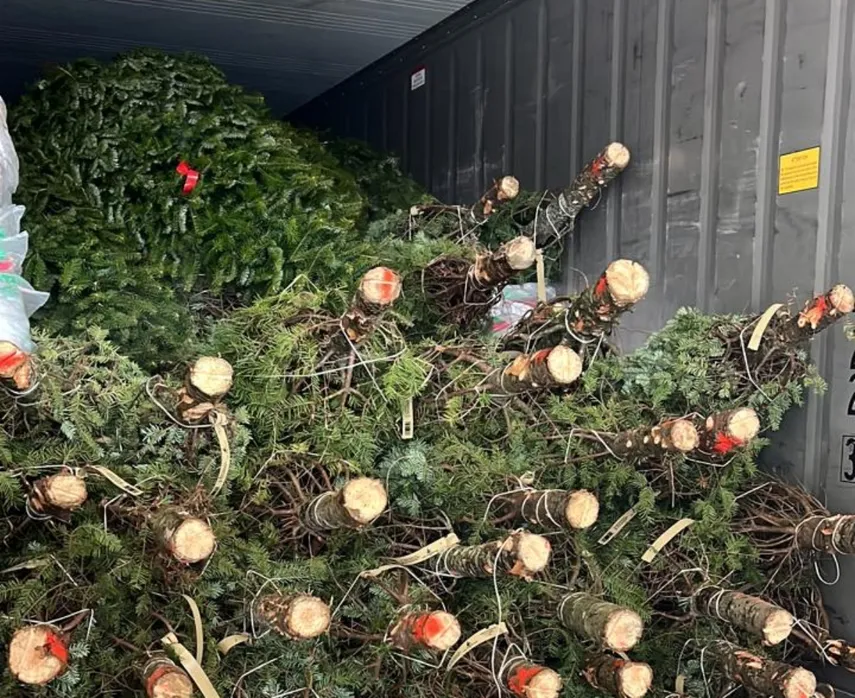 Uno de estos pinos naturales puede ser para una familia panameña su arbolito de Navidad
