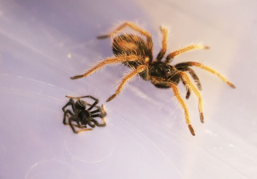 Doce de las tarántulas murieron asfixiadas.