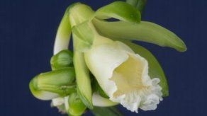 Descubren orquídea y la nombran en honor de negociadora del Acuerdo de París