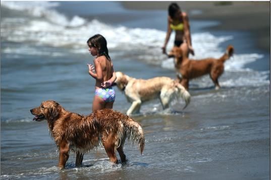 La increíble playa para perros de Roma
