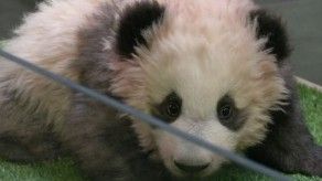 Brigitte Macron bautiza al primer bebé panda de Francia