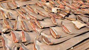 Decomisan 200.000 aletas de tiburón en Ecuador