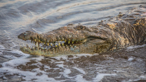 MiAmbiente implementará estrategias ante la presencia de cocodrilos en áreas residenciales. MiAmbiente implementará estrategias ante la presencia de cocodrilos en áreas residenciales.