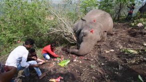 India: Hallan 18 elefantes muertos probablemente a causa de un rayo