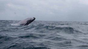 Los turistas que visitan a las ballenas echan una mano a la ciencia en Panamá