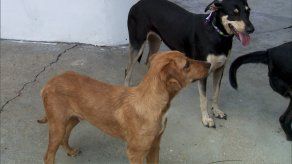 Comparten recomendaciones para combatir el estrés de las mascotas por la pirotecnia