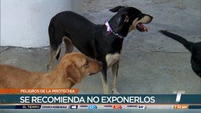 Comparten recomendaciones para cuidar a las mascotas de la pirotecnia