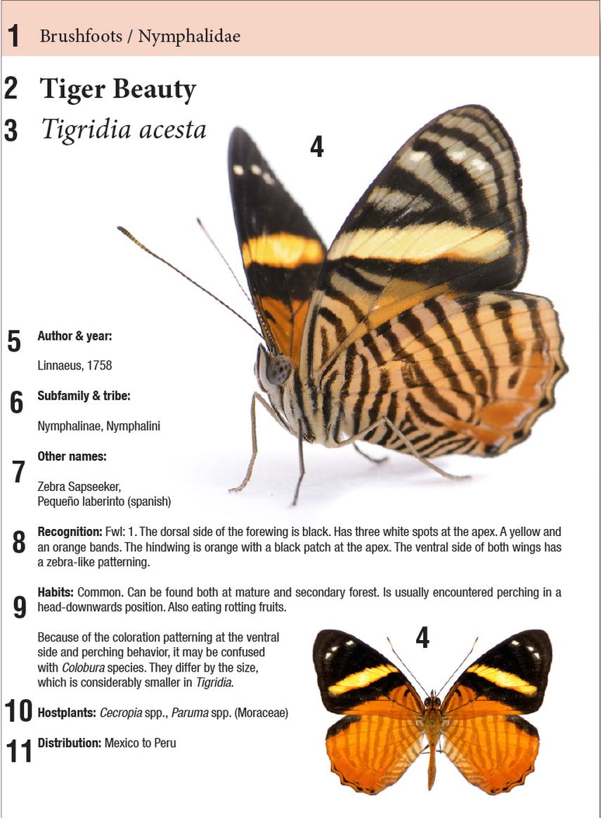 Diagrama de cómo usar el libro Butterflies of Pipeline Road, ya que todas las láminas incluyen información relevante de cada especie. Diagrama de cómo usar el libro Butterflies of Pipeline Road, ya que todas las láminas incluyen información relevante de cada especie.