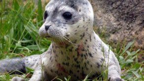 OMC ratifica prohibición de comercio de focas