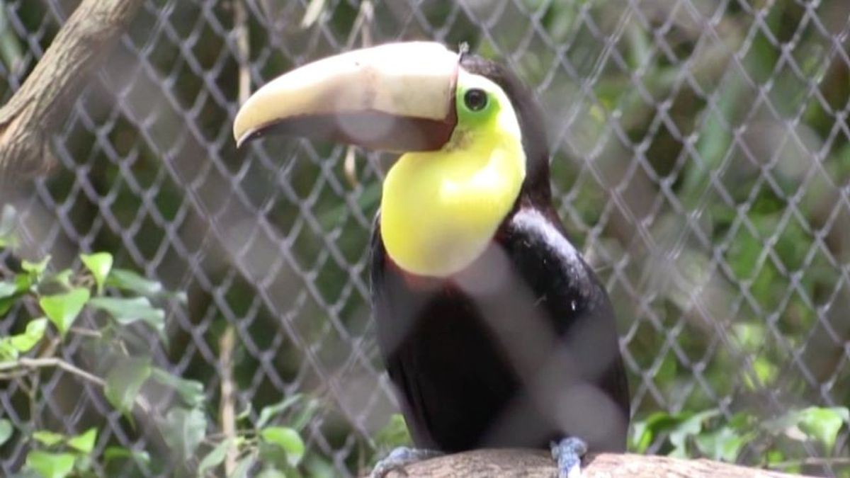 Grecia, el tucán con un pico 3D se convierte en símbolo contra el maltrato
