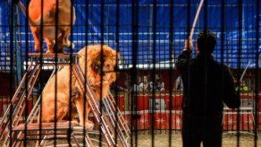 Colombia prohíbe uso de animales en circos
