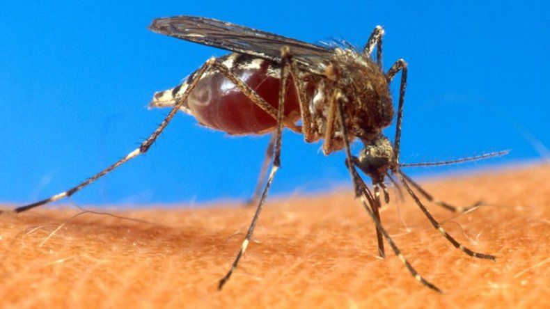 Aumenta a once los casos de chikungunya en Guatemala