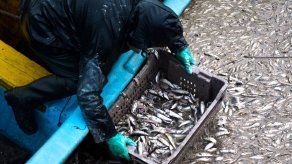 Científicos califican de fenómeno natural varamiento de sardinas en sur chileno
