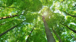 Latinoamérica busca integrarse para prevenir delitos ambientales