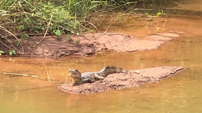 MiAmbiente denuncia captura ilegal de Cocodrilo en Colón