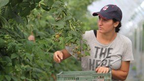 Sin trabajadores de UE