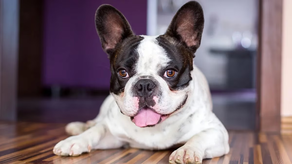 Perra queda preñada aunque tuvo calzoncillos anticonceptivos