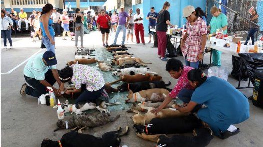 Mega Jornada de Esterilización en Coclé Mega Jornada de Esterilización en Coclé