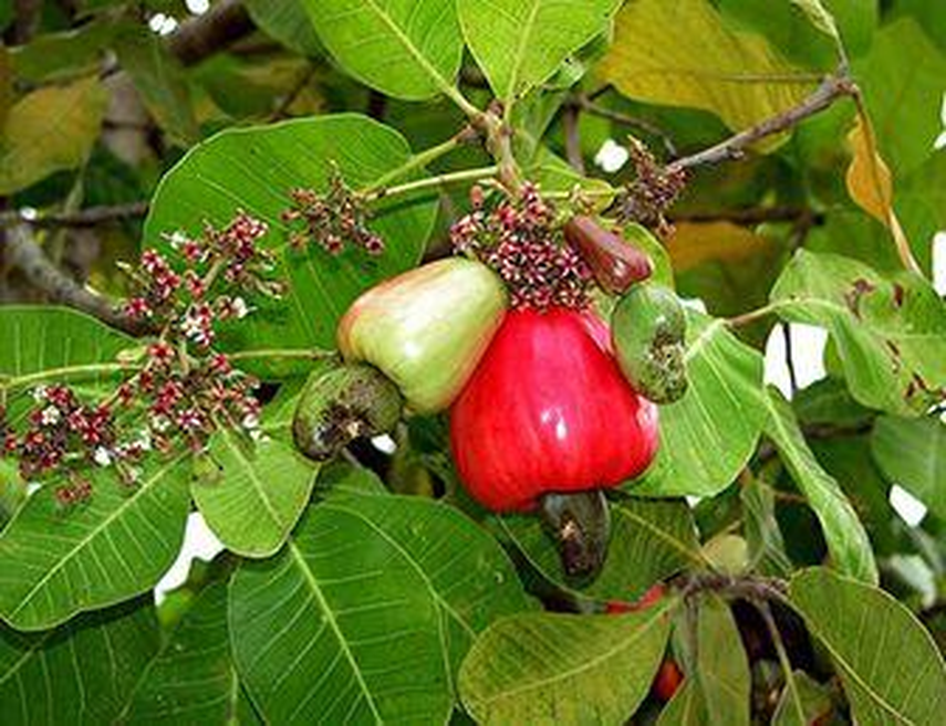 Árbol de Marañón en Panamá: ¿Por qué ya no se ve el fruto en el país?