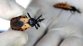 Científicos españoles patentan nuevos fármacos contra la enfermedad de Chagas