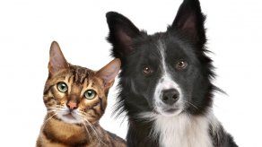 ¿Perro o gato