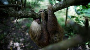 Un oso perezoso en la sede de la Asociación Panamericana para la Conservación, el 4 de agosto de 2021, en Gamboa (Panamá).&nbsp;