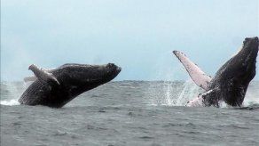 Las jorobadas llegan a las cálidas aguas de Ecuador para seducir a turistas