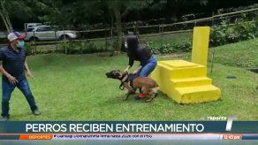 Entrenan perros para protección de mujeres víctimas de violencia doméstica