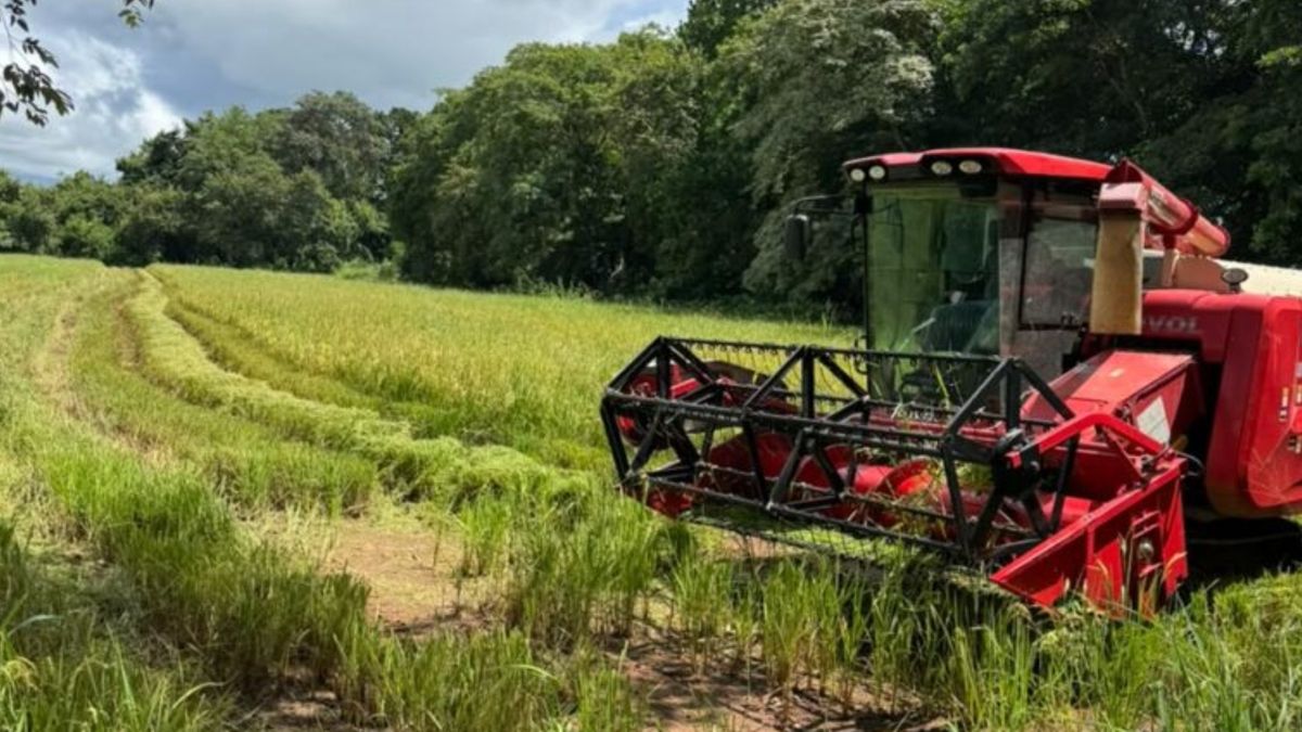 Estudiantes de colegio en Veraguas cosechan 290 quintales de arroz. Estudiantes de colegio en Veraguas cosechan 290 quintales de arroz.