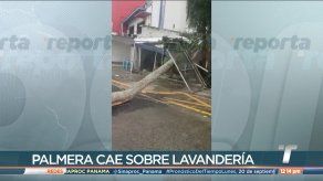 Palmera cayó sobre parte de la lavandería del Hospital del Niño
