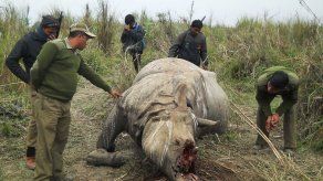 Cazadores furtivos mataron a 1.215 rinocerontes en Sudáfrica en 2014