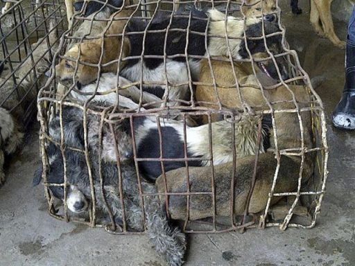 Industria canina amenaza con exterminar al perro de noreste de Tailandia