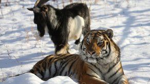 La extraña amistad entre la cabra Timur y el tigre Amur puede haber terminado