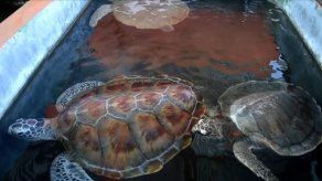Tortugas de mar recuperan la libertad en Indonesia