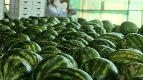 Envían hacia Holanda el primer contenedor de sandía bajo el sello Panamá Exporta Envían hacia Holanda el primer contenedor de sandía bajo el sello Panamá Exporta