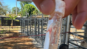 MIDA detecta reses afectadas por el gusano barrenador en Chiriquí MIDA detecta reses afectadas por el gusano barrenador en Chiriquí