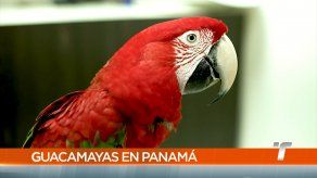 TR Verde: Guacamayas en Panamá